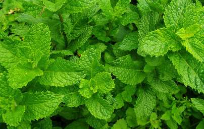 Mäta pieporná (Mentha × piperita) Mäta pieporná (Mentha × piperita)